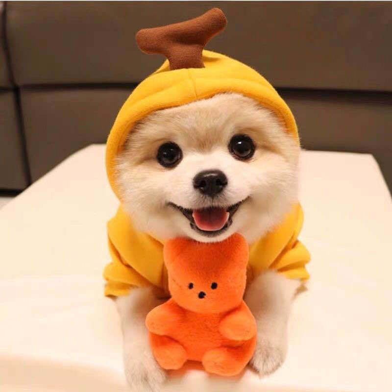 image Cute dog hoodies for small dogs featuring various fun designs including frog and fruit styles.