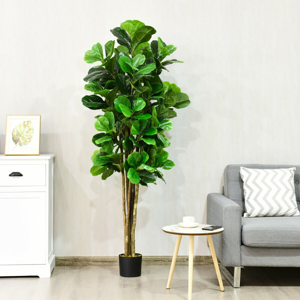 image Fiddle leaf fig plant in a living room setting with a gray sofa and small table.