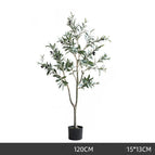 120cm olive tree