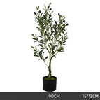 90cm olive tree