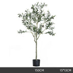 150cm olive tree