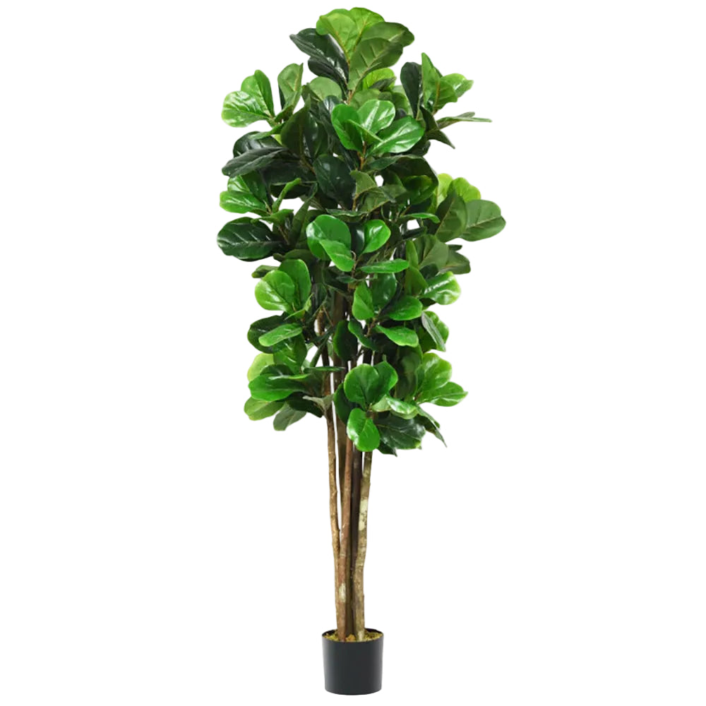 Potted fiddle leaf fig plant on a white background