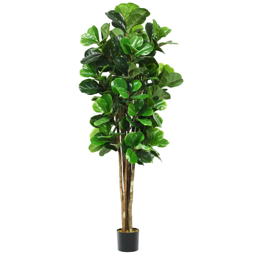 Potted fiddle leaf fig plant on a white background