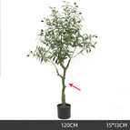 120cm olive foreign trade