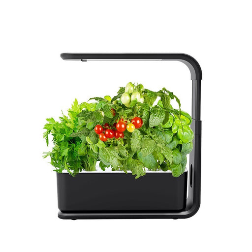 Black indoor garden with plants and tomatoes on a white background