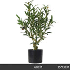 60cm olive tree