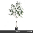 180cm olive tree